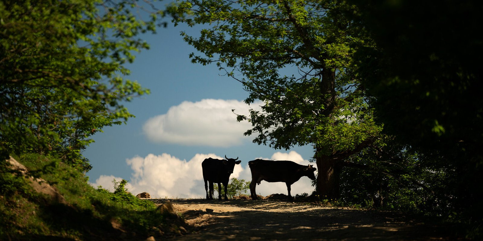 Forest restoration – Celebration of World Environment Day in Armenia