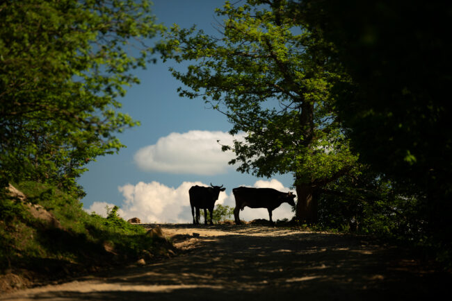 photo 1 (2)